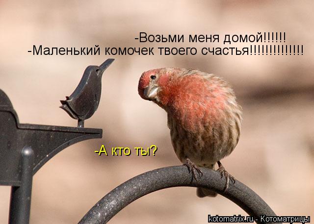 -Возьми меня домой!!!!!! -А кто ты? -Маленький комочек твоего счастья!!!!!!!!!!!!!!... Котоматрица: -Возьми меня домой!!!!!! -А кто ты? -Маленький комочек твоего счастья!!!!!!!!!!!!!!