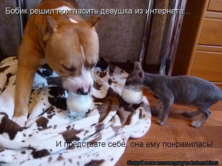 Бобик решил пригласить девушка из интернета... И представте себе, она ему понравилась!... Котоматрица: Бобик решил пригласить девушка из интернета... И представте себе, она ему понравилась!