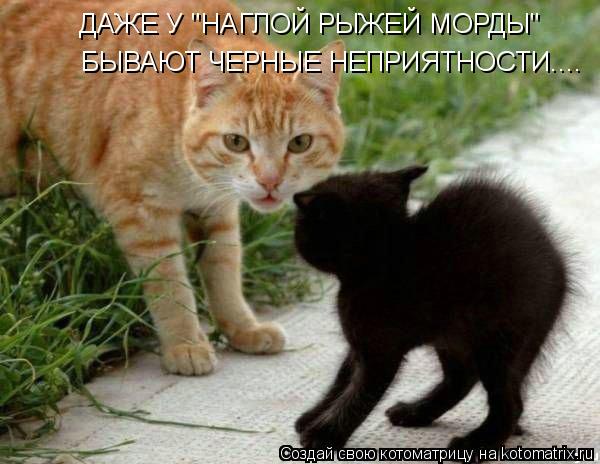 ДАЖЕ У "НАГЛОЙ РЫЖЕЙ МОРДЫ" БЫВАЮТ ЧЕРНЫЕ НЕПРИЯТНОСТИ....... Котоматрица: ДАЖЕ У "НАГЛОЙ РЫЖЕЙ МОРДЫ" БЫВАЮТ ЧЕРНЫЕ НЕПРИЯТНОСТИ....