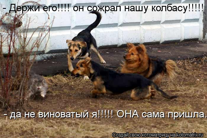 - Держи его!!!! он сожрал нашу колбасу!!!!! - да не виноватый я!!!!! ОНА сама пришла....... Котоматрица: - Держи его!!!! он сожрал нашу колбасу!!!!! - да не виноватый я!!!!! ОНА сама пришла....
