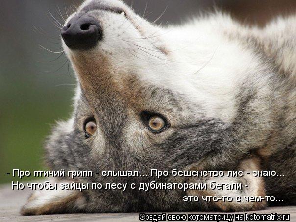 - Про птичий грипп - слышал... Про бешенство лис - знаю... Но чтобы зайцы по лесу с дубинаторами бега... Котоматрица: - Про птичий грипп - слышал... Про бешенство лис - знаю... Но чтобы зайцы по лесу с дубинаторами бегали - это что-то с чем-то...