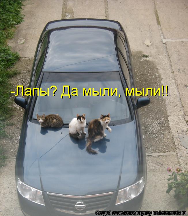 Котоматрица: -Лапы? Да мыли, мыли!!