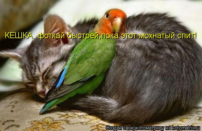 КЕШКА, фоткай быстрей,пока этот мохнатый спит!... Котоматрица: КЕШКА, фоткай быстрей,пока этот мохнатый спит!