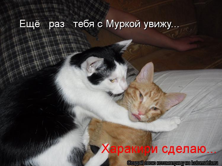 Ещё раз тебя с Муркой увижу... Харакири сделаю...... Котоматрица: Ещё раз тебя с Муркой увижу... Харакири сделаю...