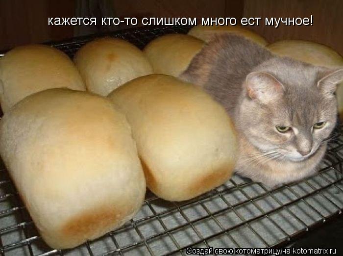 кажется кто-то слишком много ест мучное!... Котоматрица: кажется кто-то слишком много ест мучное!