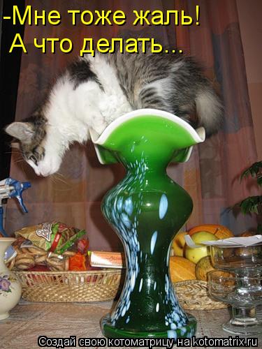 -Мне тоже жаль! А что делать...... Котоматрица: -Мне тоже жаль! А что делать...