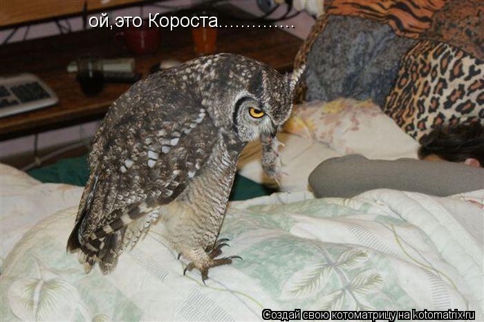 Котоматрица: ой,это Короста..............