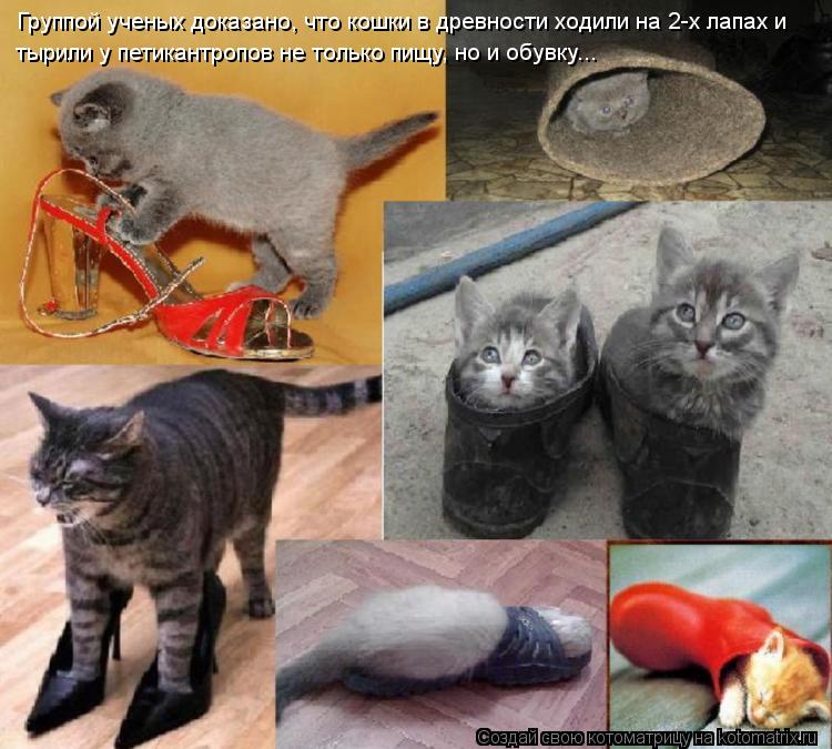 Котоматрица: Группой ученых доказано, что кошки в древности ходили на 2-х лапах и тырили у петикантропов не только пищу, но и обувку...