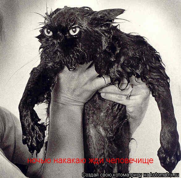 Котоматрица: ночью накакаю жди человечище