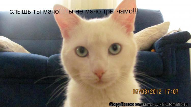 Котоматрица: слышь ты мачо!!! ты не мачо тры чамо!!!