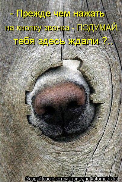 тебя здесь ждали ?.. на кнопку звонка - ПОДУМАЙ, - Прежде чем нажать... Котоматрица: тебя здесь ждали ?.. на кнопку звонка - ПОДУМАЙ, - Прежде чем нажать