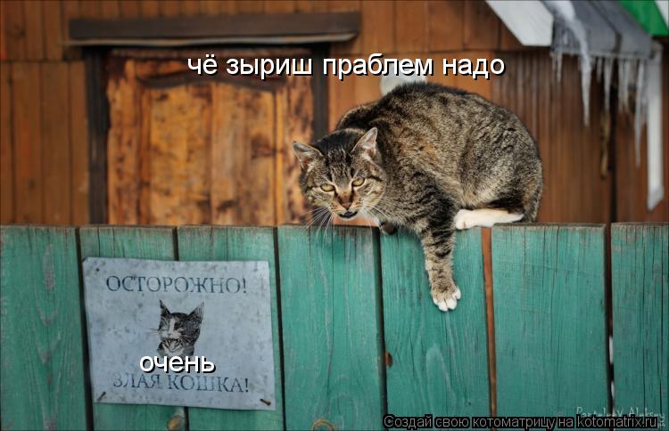 Котоматрица: чё зыриш праблем надо очень