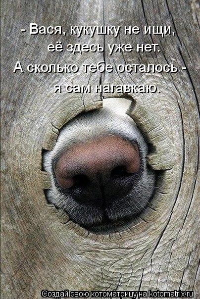 - Вася, кукушку не ищи, её здесь уже нет. А сколько тебе осталось - я сам нагавкаю.... Котоматрица: - Вася, кукушку не ищи, её здесь уже нет. А сколько тебе осталось - я сам нагавкаю.