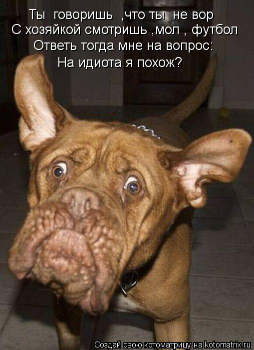 Ты говоришь ,что ты не вор С хозяйкой смотришь ,мол , футбол Ответь тогда мне на вопрос: На идиота... Котоматрица: Ты говоришь ,что ты не вор С хозяйкой смотришь ,мол , футбол Ответь тогда мне на вопрос: На идиота я похож?