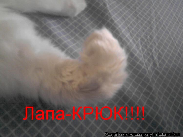 Котоматрица: Лапа-КРЮК!!!!