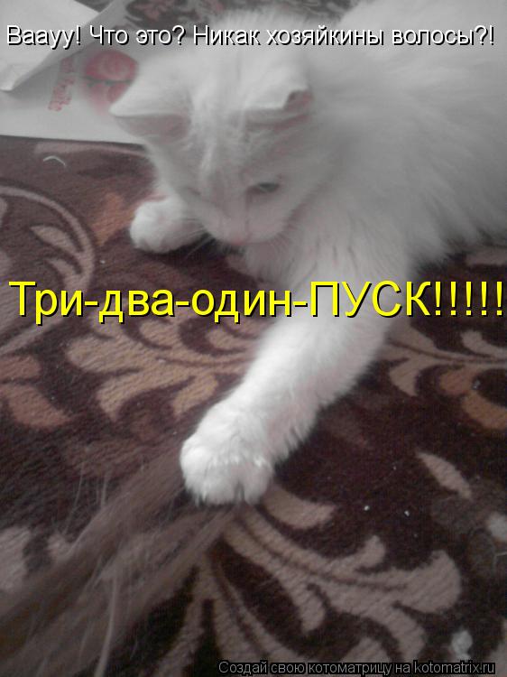 Котоматрица: Ваауу! Что это? Никак хозяйкины волосы?! Три-два-один-ПУСК!!!!!