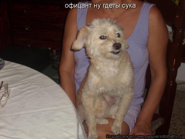 Котоматрица: офицант ну гдеты сука