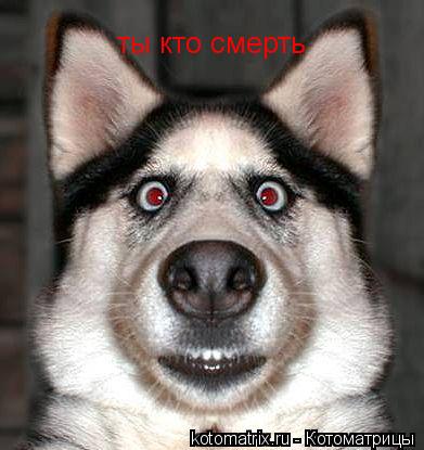 Котоматрица: ты кто смерть