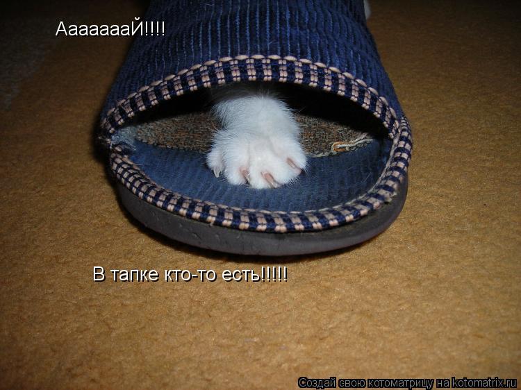Котоматрица: АааааааЙ!!!! В тапке кто-то есть!!!!!