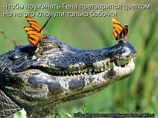 Котоматрица: Чтобы поужинать Гена претварился цветком Но на это клюнули только бабочки
