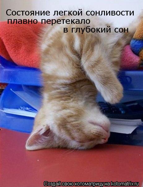 Котоматрица: Состояние легкой сонливости плавно перетекало  в глубокий сон