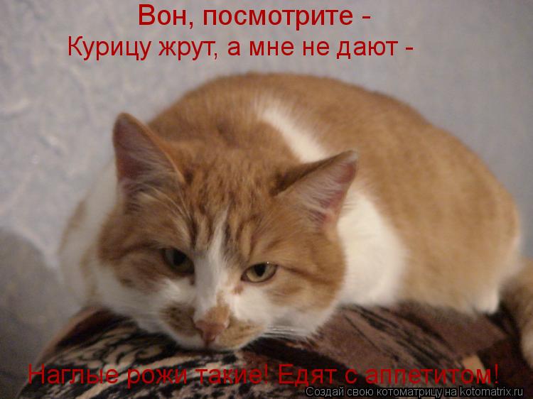 Котоматрица: Вон, посмотрите -  Курицу жрут, а мне не дают -  Наглые рожи такие! Едят с аппетитом!