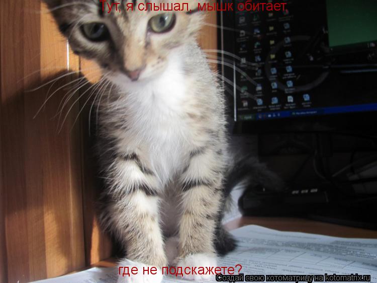 Котоматрица: Тут, я слышал, мышк обитает, где не подскажете?