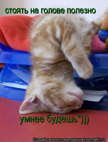 Котоматрица: стоять на голове полезно умнее будешь*)))