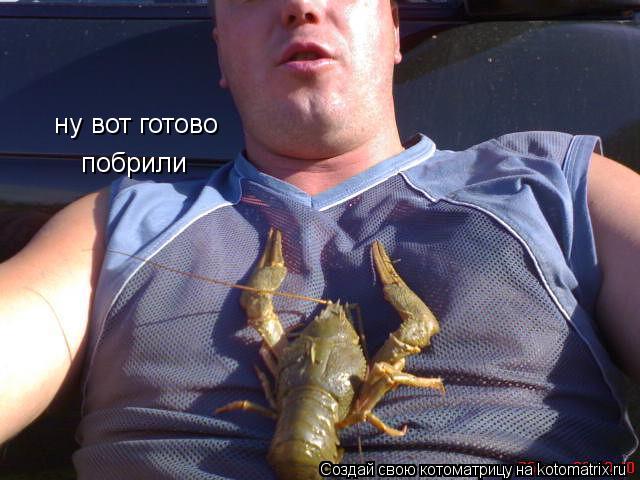 Котоматрица: ну вот готово  побрили