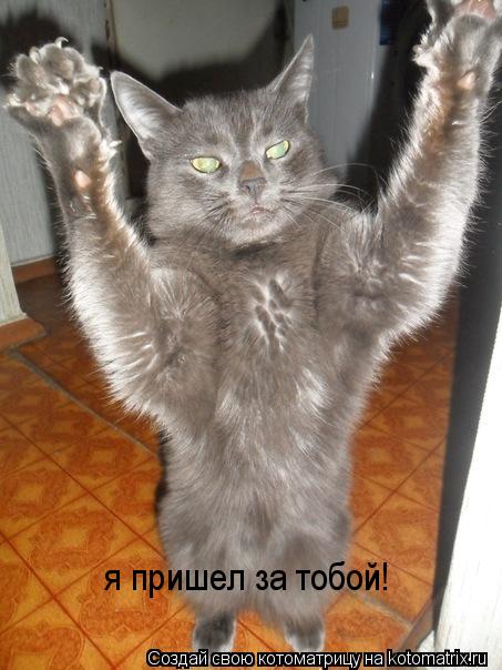 Котоматрица: я пришел за тобой!