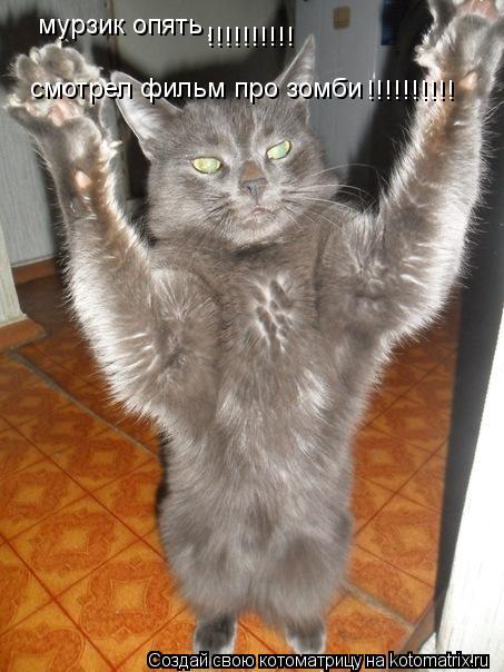 Котоматрица: мурзик опять смотрел фильм про зомби , !!!!!!!!!! !!!!!!!!!!
