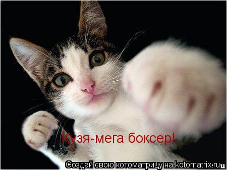 Котоматрица: в детстве хозяин Кузи был великолепным в детстве хозяин Кузи был великолепным боксером! Кузя-мега боксер!