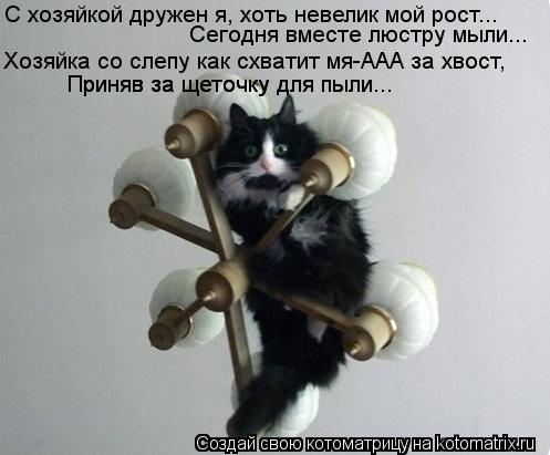 Котоматрица: С хозяйкой дружен я, хоть невелик мой рост... Сегодня вместе люстру мыли... Хозяйка со слепу как схватит мя-ААА за хвост, Приняв за щеточку для 