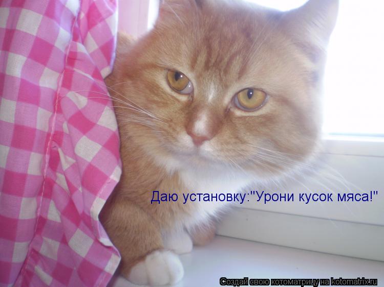 Котоматрица: Даю установку:"Урони кусок мяса!"