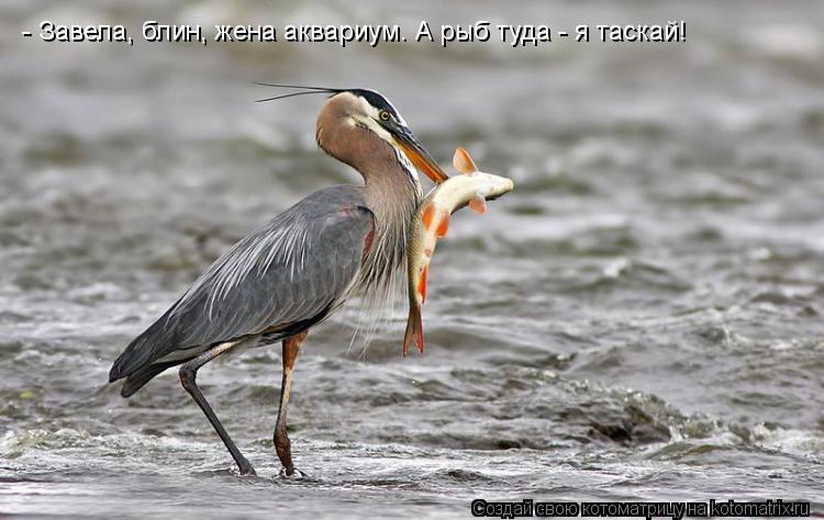 Котоматрица: - Завела, блин, жена аквариум. А рыб туда - я таскай!