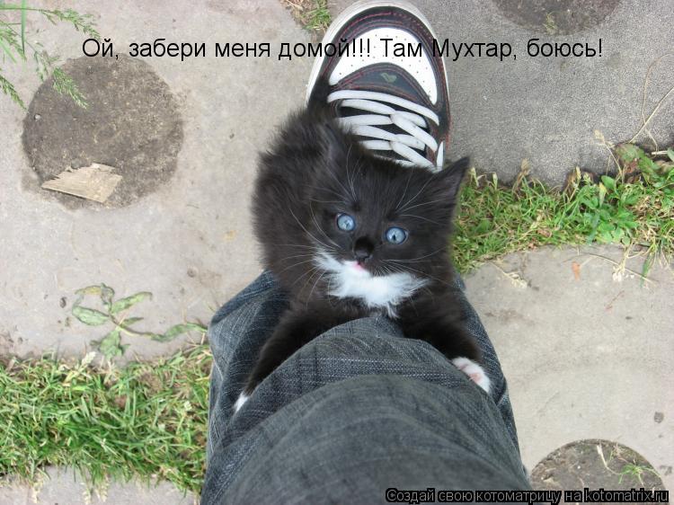 Котоматрица: Ой, забери меня домой!!! Там Мухтар, боюсь!