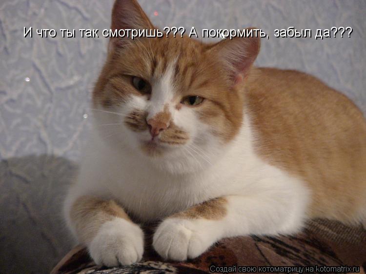 Котоматрица: И что ты так смотришь??? А покормить, забыл да???
