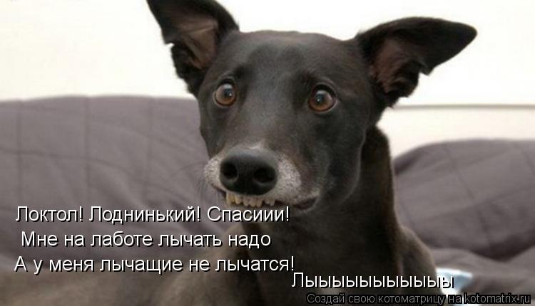 Мне на лаботе лычать надо А у меня лычащие не лычатся! Лыыыыыыыыыыы Локтол! Лоднинький! Спасиии!... Котоматрица: Мне на лаботе лычать надо А у меня лычащие не лычатся! Лыыыыыыыыыыы Локтол! Лоднинький! Спасиии!