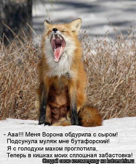 Котоматрица: - Ааа!!! Меня Ворона обдурила с сыром! Подсунула муляж мне бутафорский! Я с голодухи махом проглотила, Теперь в кишках моих сплошная забастов