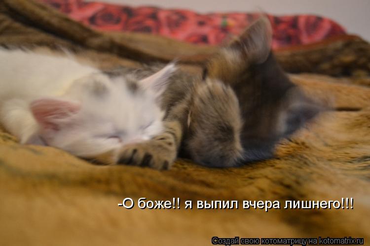 Котоматрица: -О боже!! я выпил вчера лишнего!!!