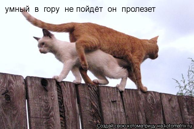 Котоматрица: умный  в  гору  не пойдёт  он  пролезет
