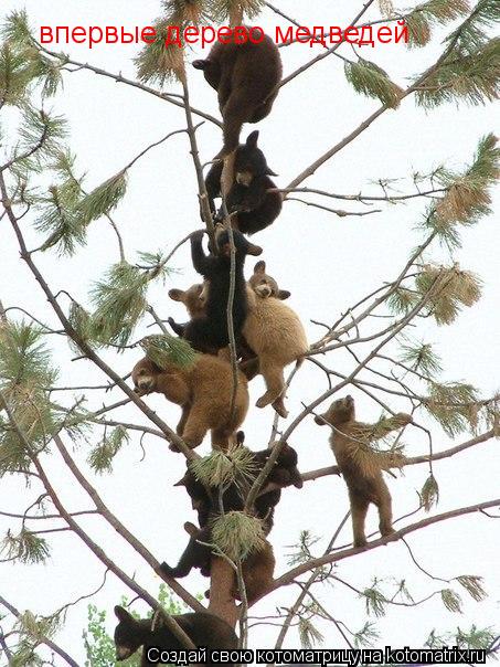 Котоматрица: впервые дерево медведей