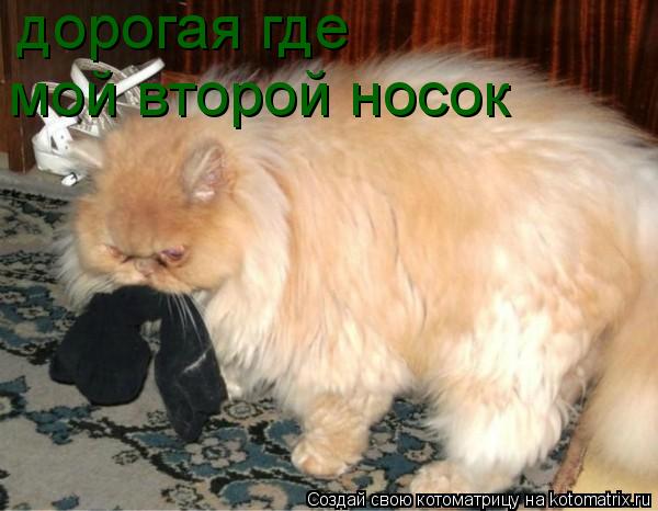 Котоматрица: дорогая где мой второй носок