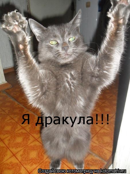 Я дракула!!!... Котоматрица: Я дракула!!!