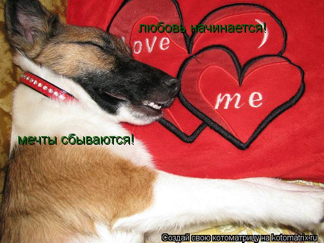 мечты сбываются! любовь начинается!... Котоматрица: мечты сбываются! любовь начинается!