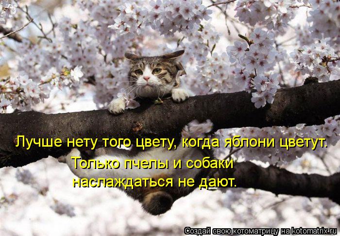 Лучше нету того цвету, когда яблони цветут. Только пчелы и собаки наслаждаться не дают.... Котоматрица: Лучше нету того цвету, когда яблони цветут. Только пчелы и собаки наслаждаться не дают.