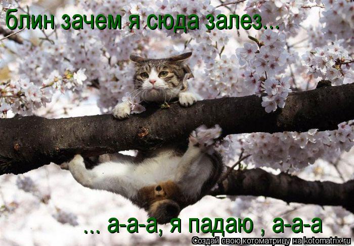 блин зачем я сюда залез... а-а-а, я падаю , а-а-а ...... Котоматрица: блин зачем я сюда залез... а-а-а, я падаю , а-а-а ...