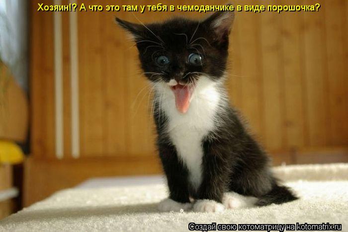 Хозяин!? А что это там у тебя в чемоданчике в виде порошочка?... Котоматрица: Хозяин!? А что это там у тебя в чемоданчике в виде порошочка?