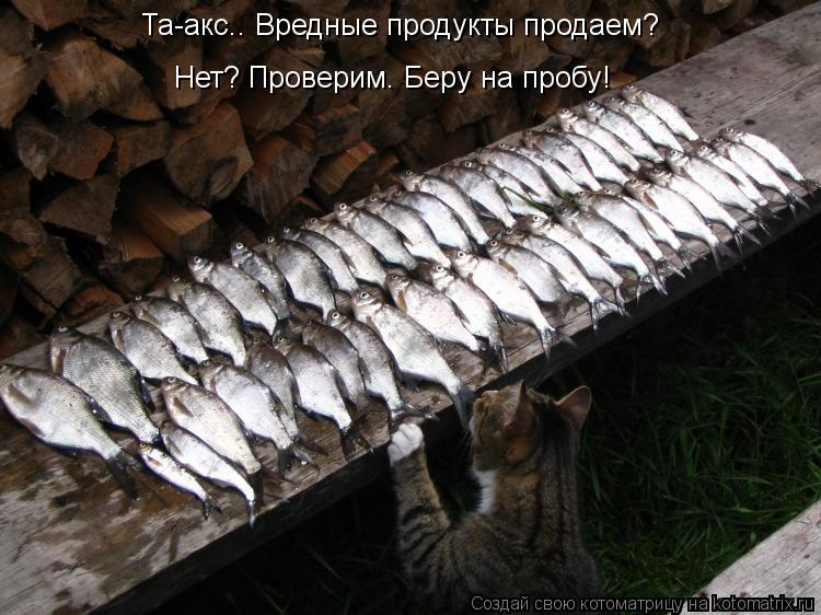 Та-акс.. Вредные продукты продаем? Нет? Проверим. Беру на пробу!... Котоматрица: Та-акс.. Вредные продукты продаем? Нет? Проверим. Беру на пробу!