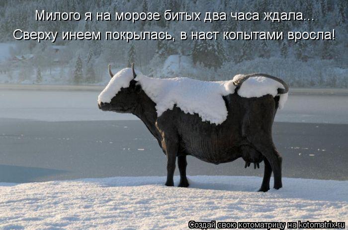 Милого я на морозе битых два часа ждала... Сверху инеем покрылась, в наст копытами вросла!... Котоматрица: Милого я на морозе битых два часа ждала... Сверху инеем покрылась, в наст копытами вросла!